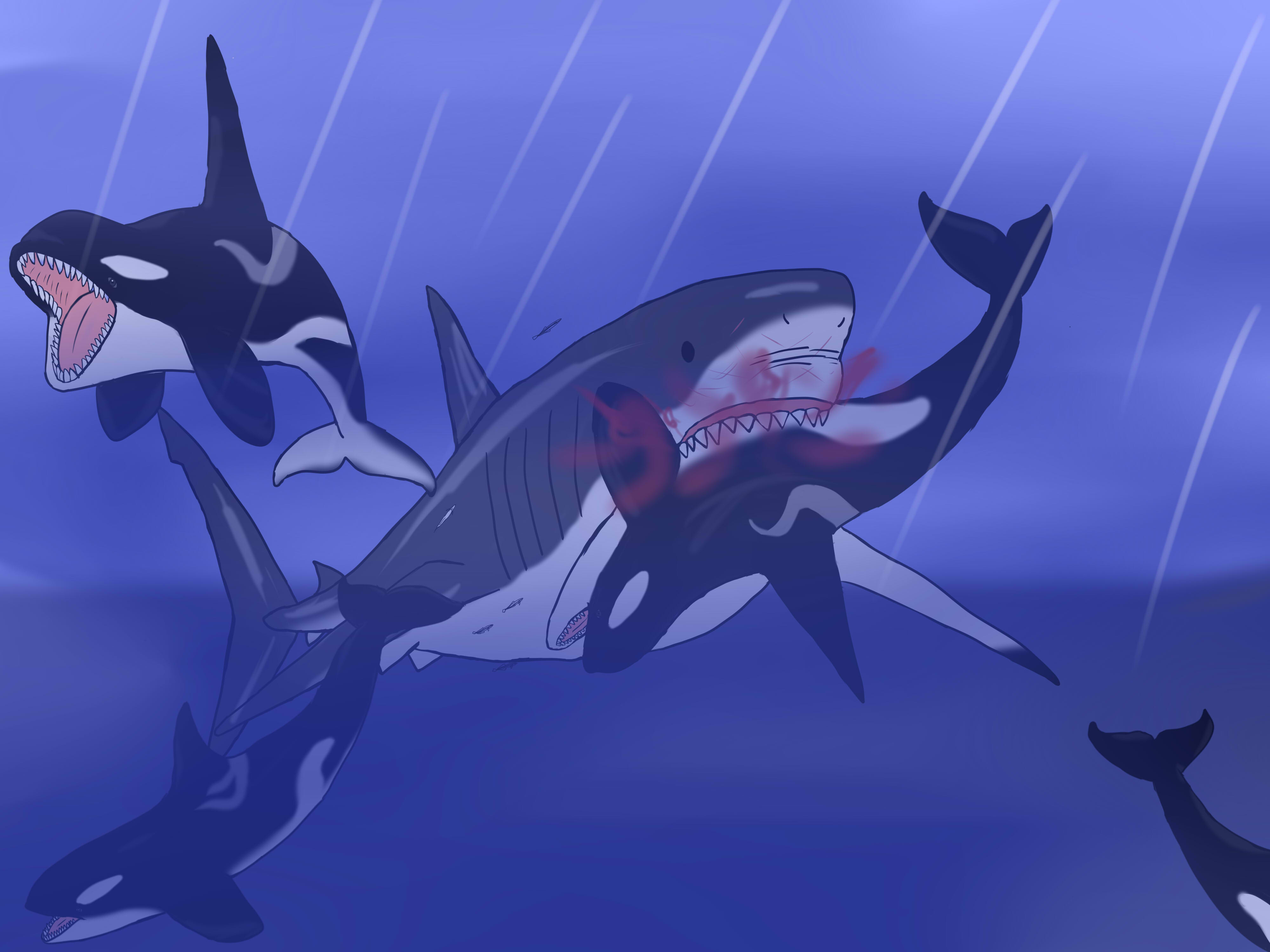 Megalodon Shark Vs Killer Whale