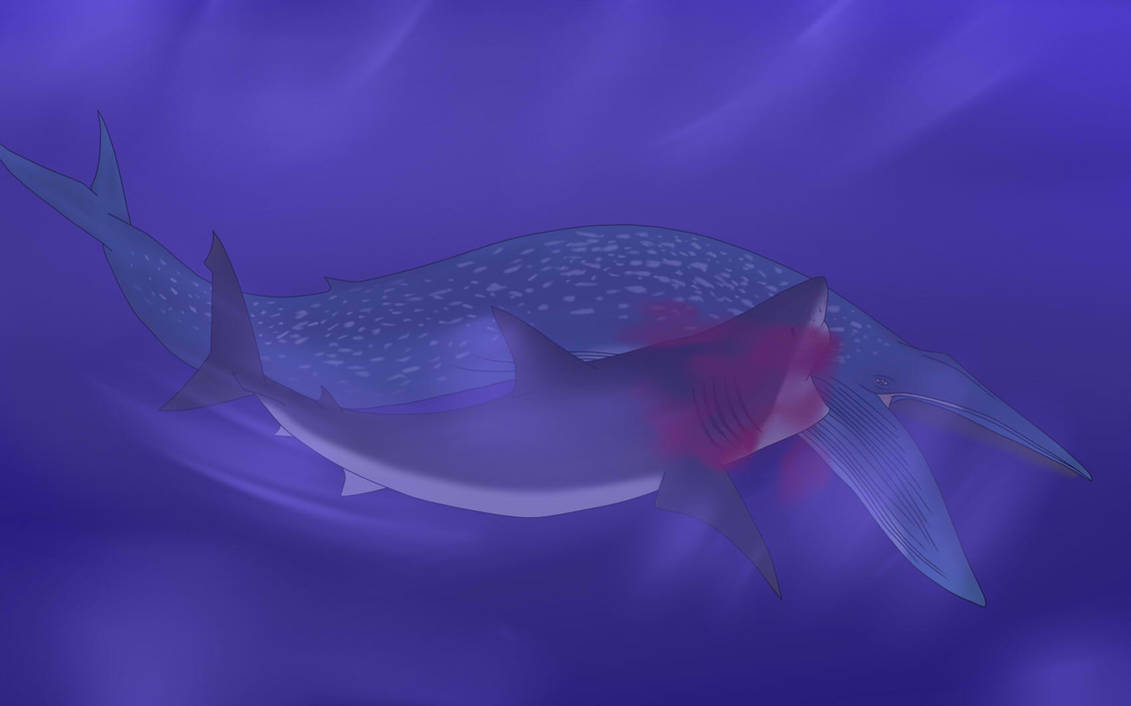 Megalodon Even Larger By Nature1029 On Deviantart Megalodon Even Larger By Nature1029 On Deviantart