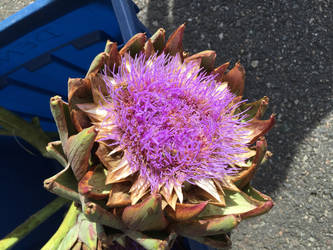 Artichoke Blossom