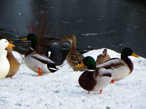 Ducks in the snow