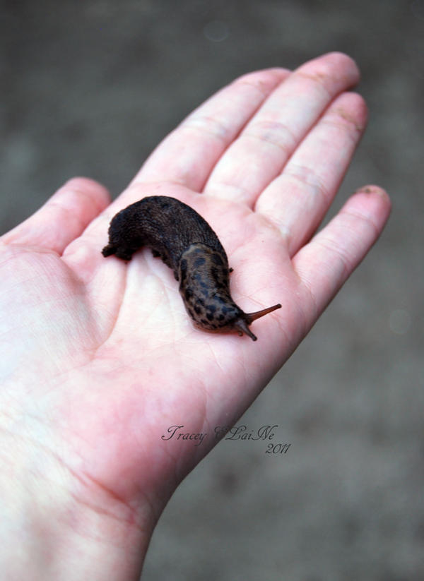 Slug Friends Slug Friend? by ELaiNes-DarkRoom on DeviantArt