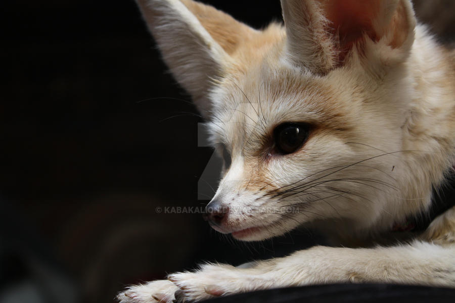 Watchful Fennec