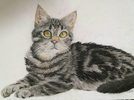cat Sheba realistic drawing