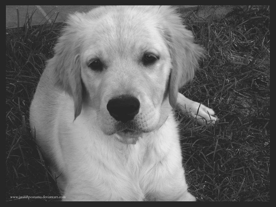 golden retriever puppy