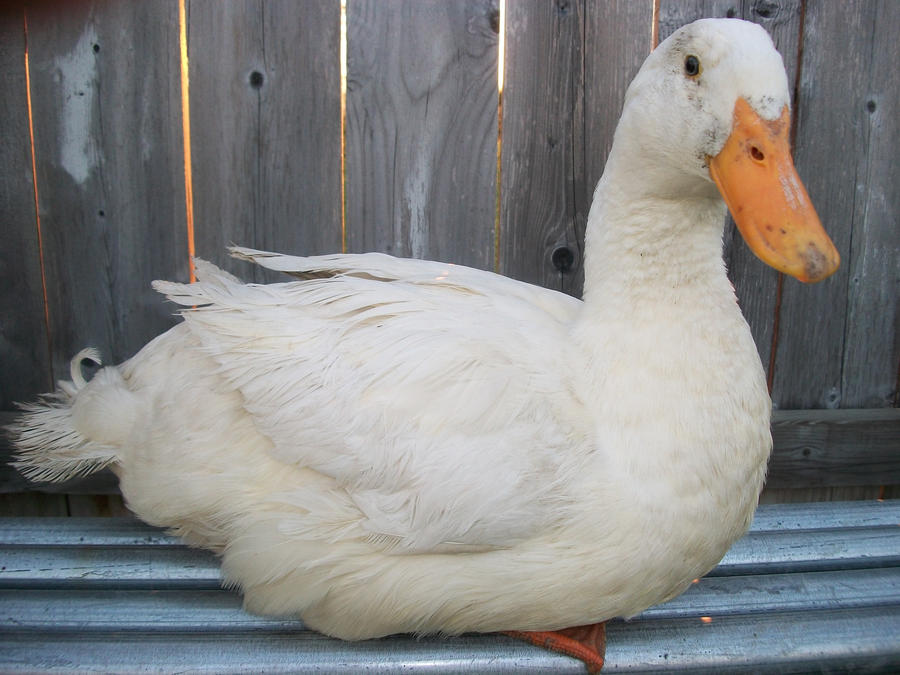 Pekin Duck Hen by DaphneShaggyDoo on DeviantArt
