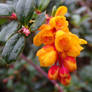 Orange macro flower