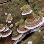 Turkey tail (Trametes versicolor)4