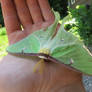 Lunar Moth