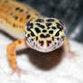 Lepord Gecko