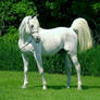 Arabian Horse