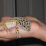 Ganzy the Leopard Gecko
