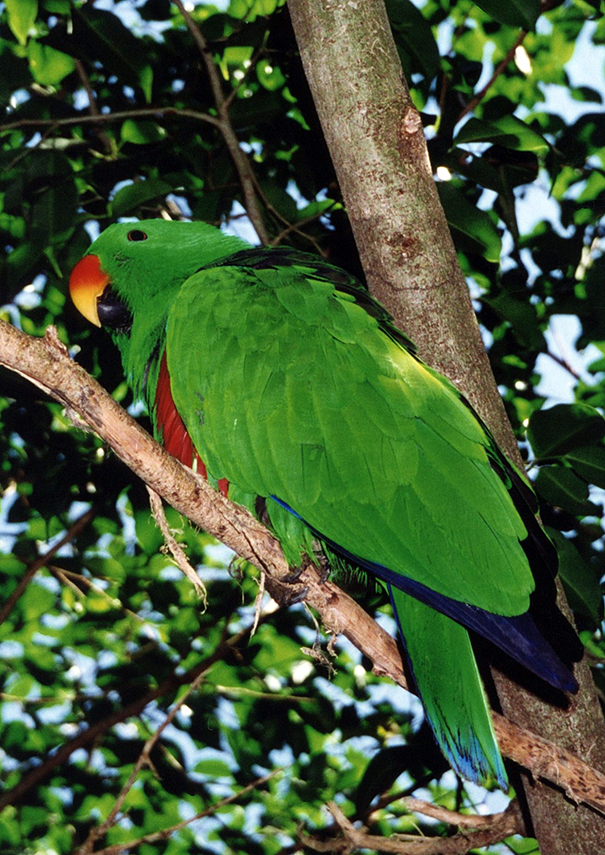 Green Parrot