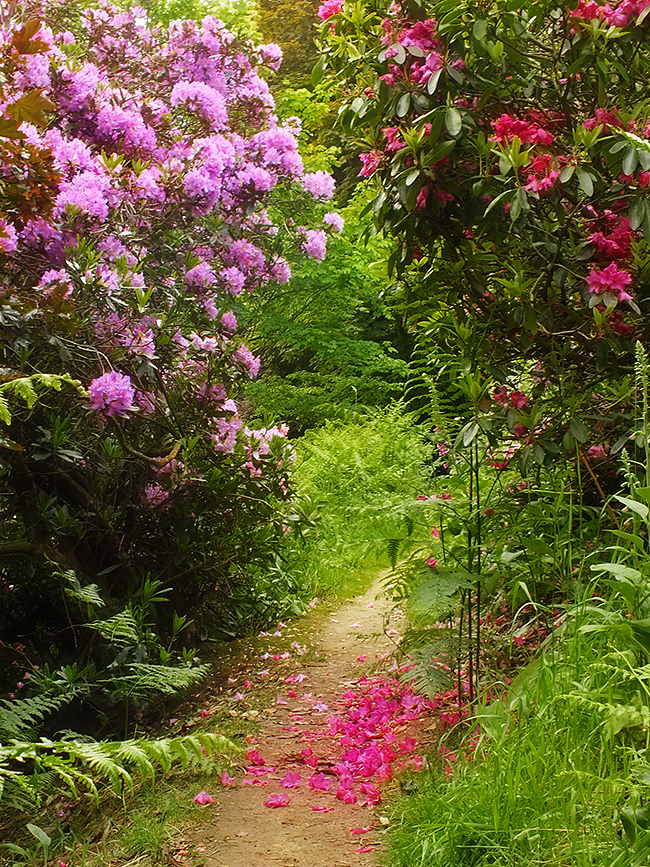 Petaled Path