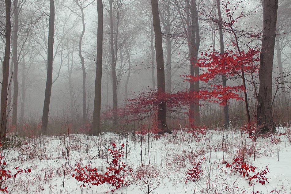 Misty Woodland