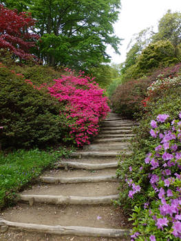 Azalea Steps