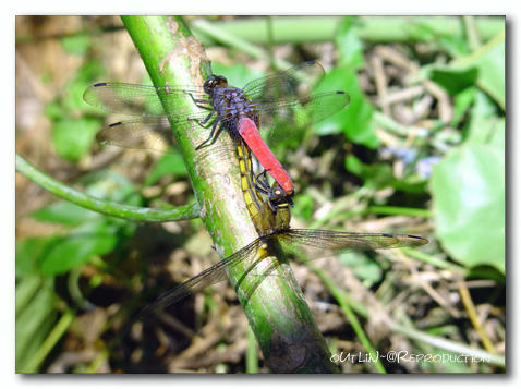 The moment of the dragonflies