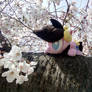 Cordy in Japan ~ Blossoms in Osaka, Kansai