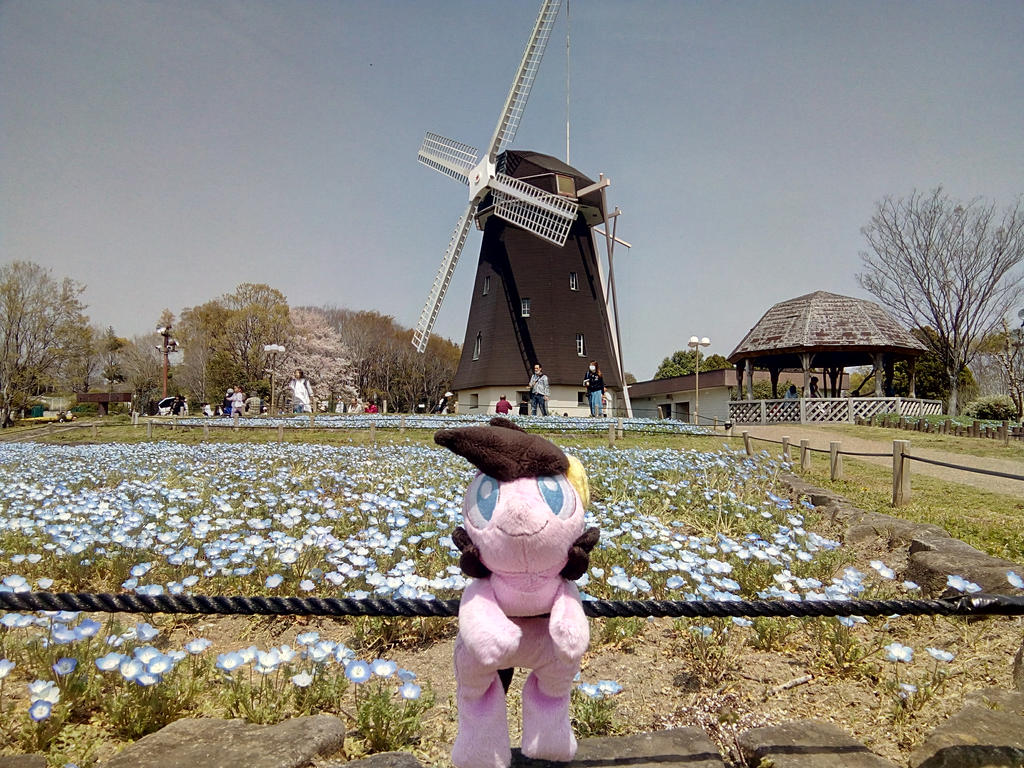 Cordy in Japan ~ Windmill, Osaka