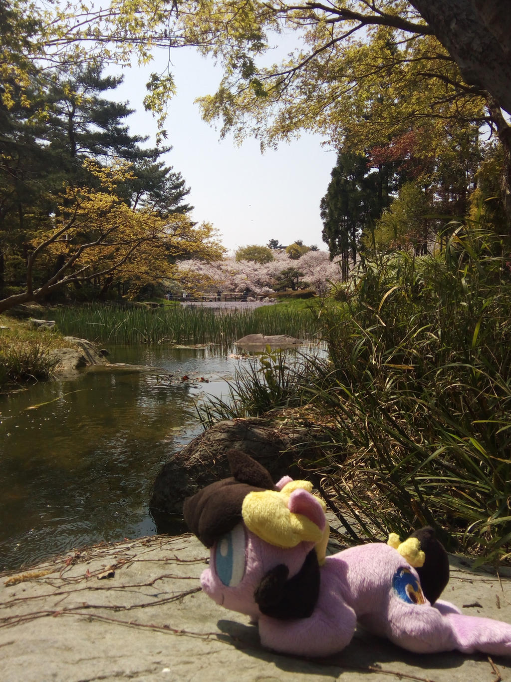 Cordy in Japan ~ Tsurumiryokucki, Osaka