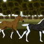 Castle Cove + Wild West foals