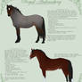 Royal Ardennberg: Conformation sheet