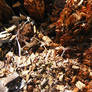 Mulch