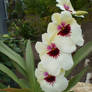 Orchid2