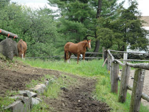 Hackney x Quarter Horse