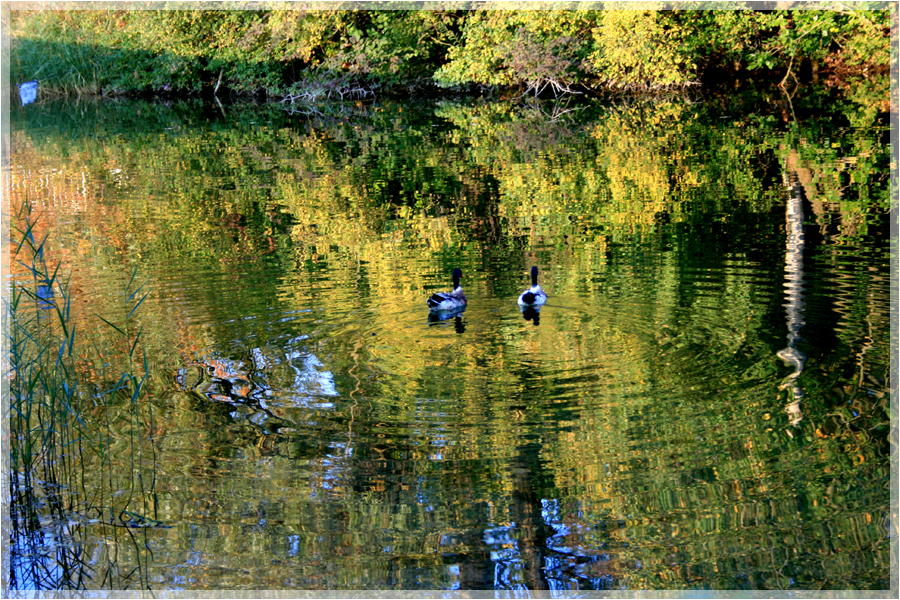 autumn in the water