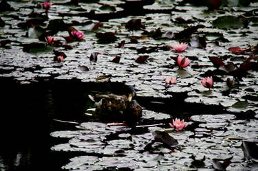 encircled by water lilies