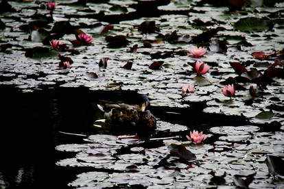 encircled by water lilies