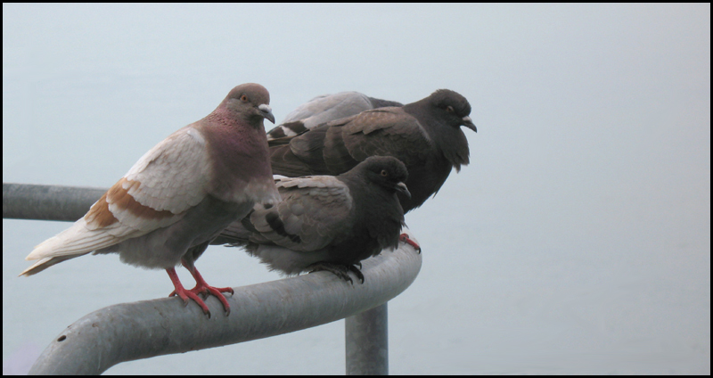 pigeons.