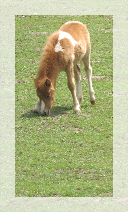 a foal.