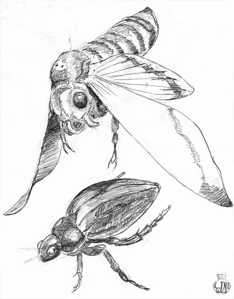 Bug Doodles by BottledLineArt on DeviantArt