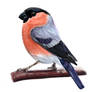 Study of a Bullfinch