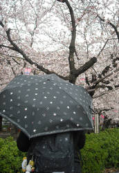 Rain and Hanami