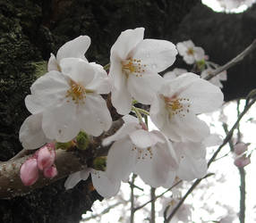 Cherry Blossoms