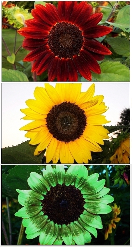 Sunflower Stoplight