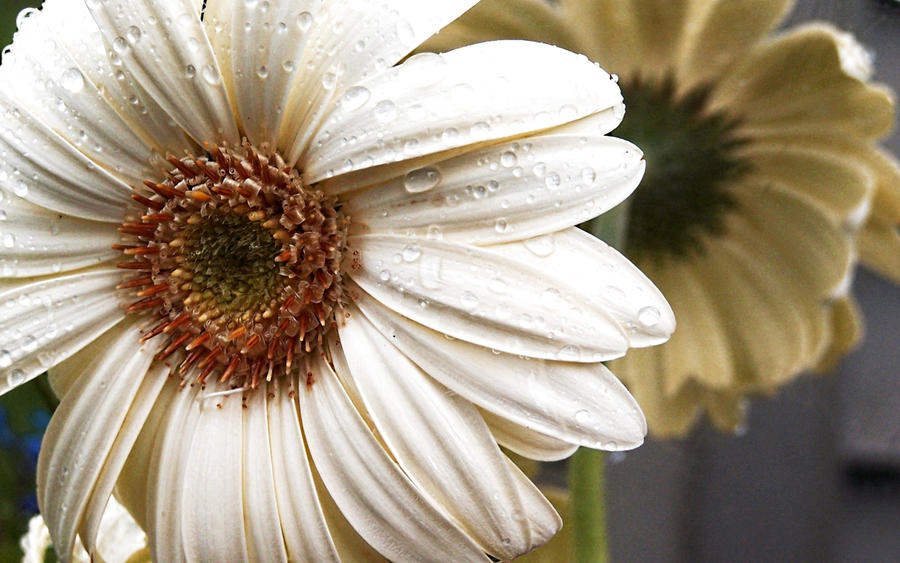 White Daisy wallpaper