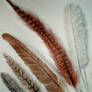 Feathers