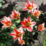 Talkative tulips