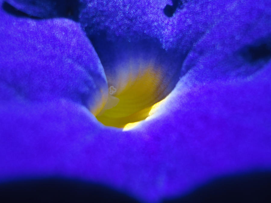 Florus Color Floral Fluorescence 2 by DEIMOS-THE-GOD on DeviantArt