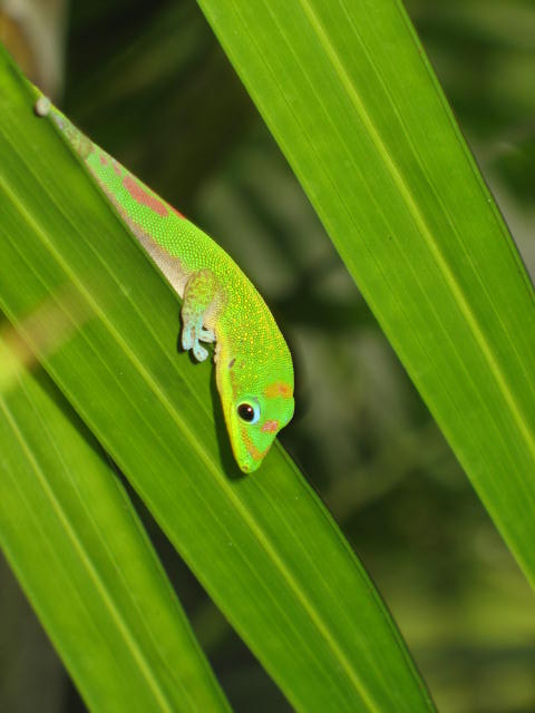 Gecko