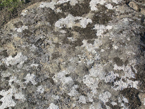 Lichen on Rock - Texture Stock