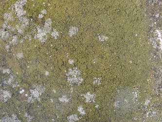 Lichen on Rock2 -Texture Stock