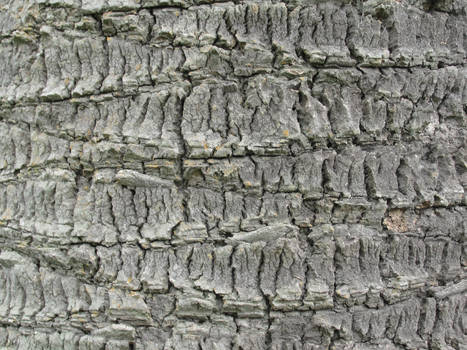 Wood Bark Texture Stock