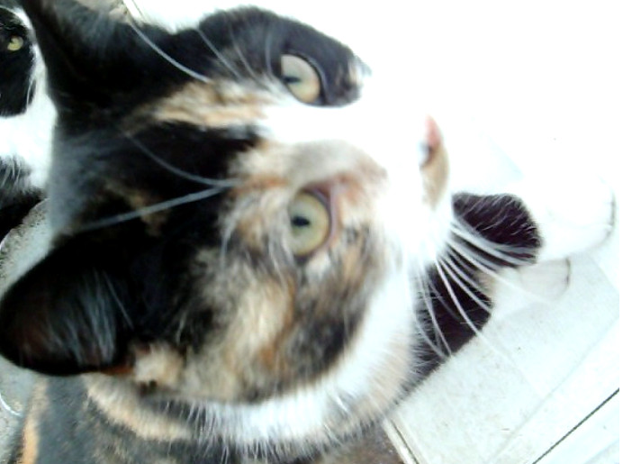 Cally the calico cat