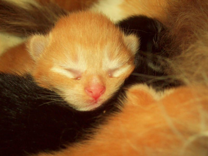 Jonesy the Pale Yellow Kitten