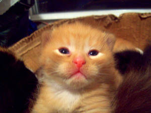 Otto - Orange and White Kitten