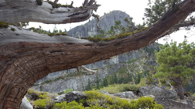 Bristlecone by Lover's Leap